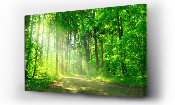 Wizualizacja Obrazu : #55128524 Waldweg mit Sonnenschein