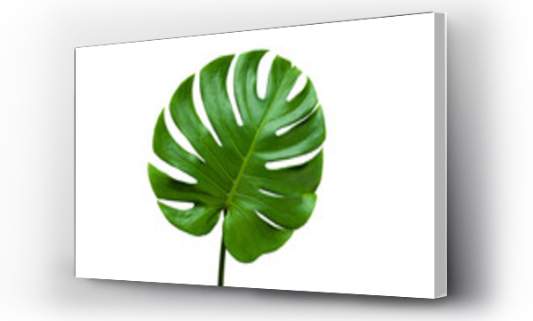 Wizualizacja Obrazu : #551741822 closeup beautiful Monstera leaf isolated on white background, Flat lay	
