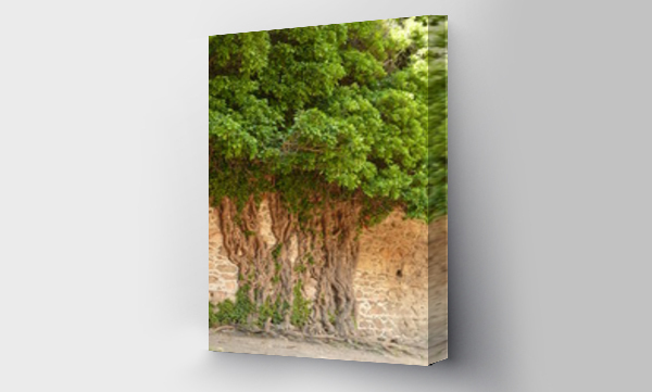 Wizualizacja Obrazu : #55202473 drzewo w murze