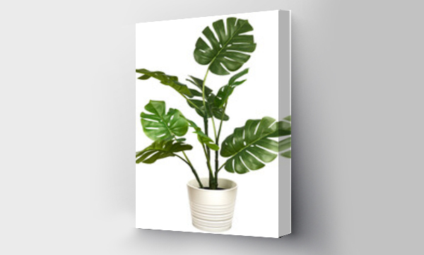 monstera