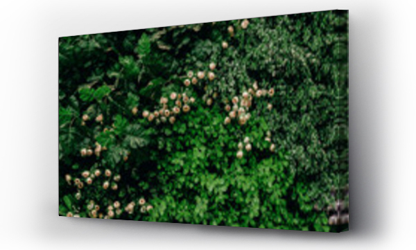 Wizualizacja Obrazu : #553220987 Group background of dark green tropical leaves ( monstera, palm, coconut leaf, fern, palm leaf,bananaleaf) Panorama background. concept of natu