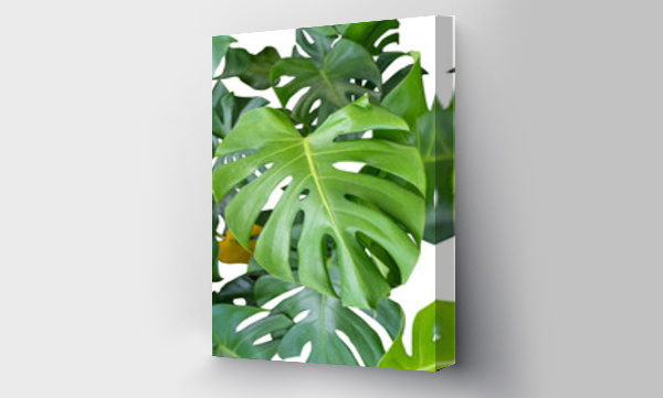 Wizualizacja Obrazu : #553630204 Fresh leaves of monstera plant lie on isolated white background with copy space and clipping path.