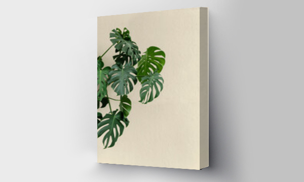 Wizualizacja Obrazu : #553737545 Leaves of monstera plant against white background