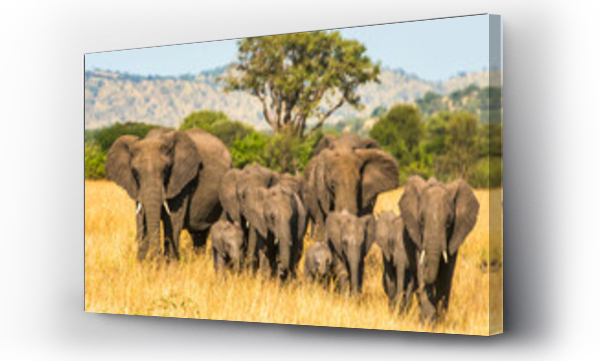 Wizualizacja Obrazu : #554339913 Herd of African bush elephants (Loxodonta africana) walking through the grasslands of the Serengeti National Park; Tanzania