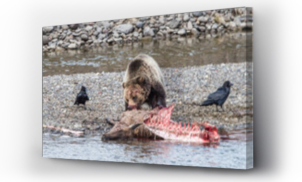 Wizualizacja Obrazu : #554340411 Brown bear (Ursus arctos) feeding on elk carcass at the waters edge while a pair of ravens (Corvus corax) stand by to scavenge leftover food; Yellowstone National Park, United States of America