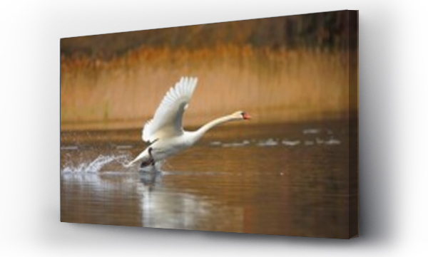 jezioro, ptaki, zwierzęta