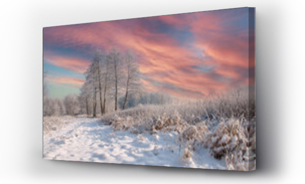 Wizualizacja Obrazu : #555966515 Zimowe krajobrazy. o?nie?one drzewa ,za?nie?ony las i skute lodem rzeczki.