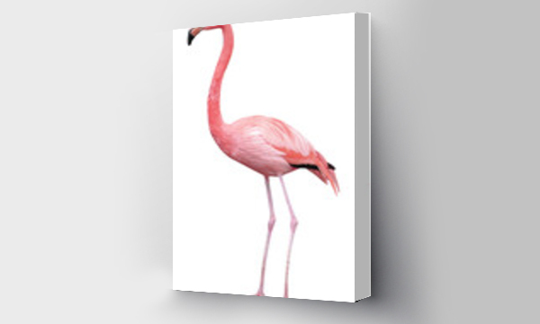 Wizualizacja Obrazu : #556536081 Greater Flamingo (Phoenicopterus roseus), PNG, isolated on transparent background