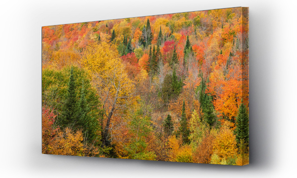 Wizualizacja Obrazu : #556777603 Vibrant autumn coloured foliage in a forest in the Laurentides; Quebec, Canada
