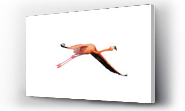 Wizualizacja Obrazu : #557571376 flamingo volando fondo transparente