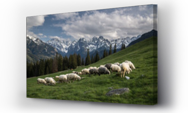 góry, Tatry, tatry zima, zakopane  owce