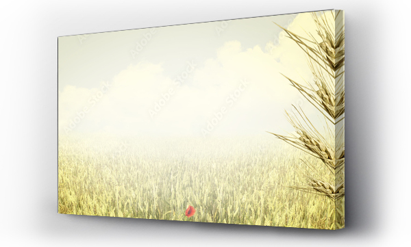 drzewo, pejzaż, żniwa