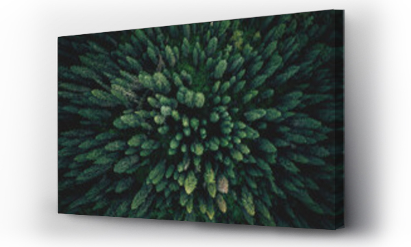 las, Moje zdjecia, Szczyt