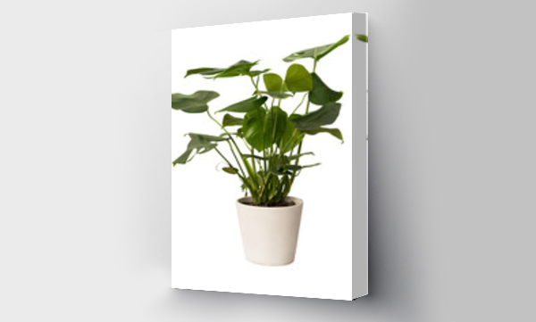 Wizualizacja Obrazu : #560166744 Cut out monstera plant in a pot, home decoration isolated