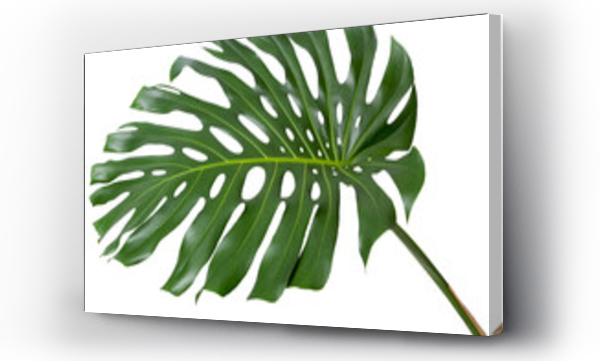 Wizualizacja Obrazu : #560435867 monstera single leaf with stem, exotic swiss cheese jungle plant