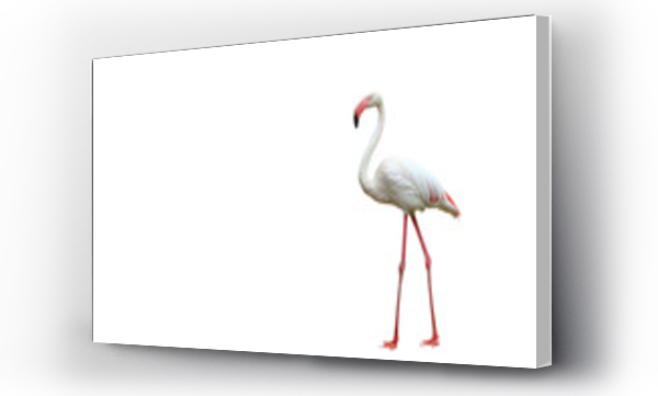 Wizualizacja Obrazu : #560596426 Beautiful flamingo isolated on transparent background.	