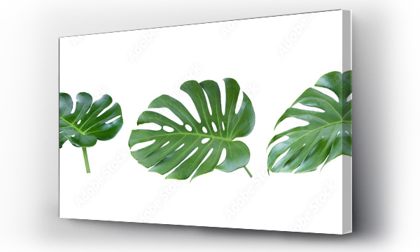 Wizualizacja Obrazu : #561743882  tropical jungle Monstera leaves on transparent png