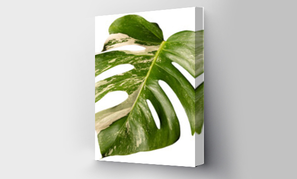 monstera