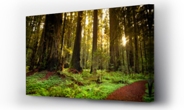 Wizualizacja Obrazu : #564807606 Giant trees and lush forest in the Humboldt Redwoods State Park California, USA