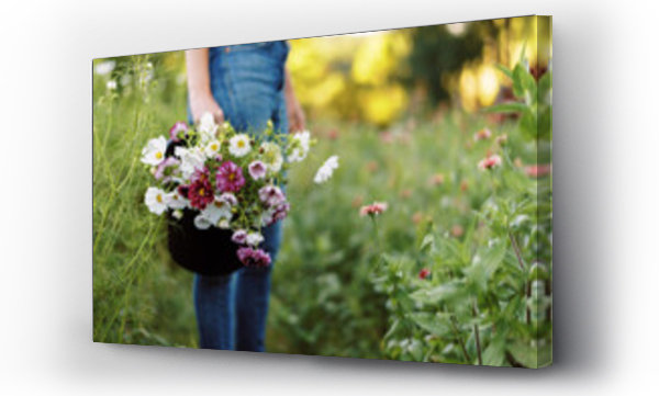 Wizualizacja Obrazu : #564846756 entrepreneur on her flower farm with a bucket of cosmos