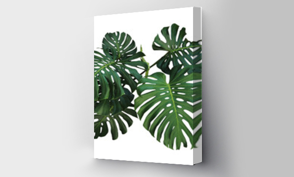 Wizualizacja Obrazu : #565963610 Dark green leaves of monstera or split-leaf philodendron (Monstera deliciosa) the tropical foliage plant bush popular houseplant