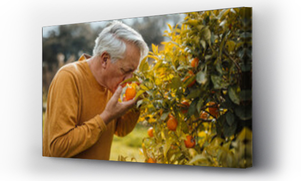Wizualizacja Obrazu : #566167149 Senior man smelling orange fruit standing by tree