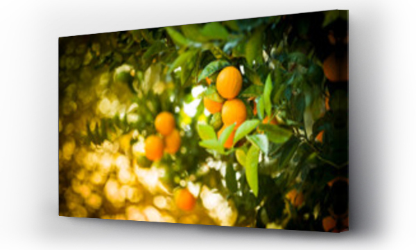 Wizualizacja Obrazu : #566208790 Fresh fruit grows on the orchard grove in California, USA.
