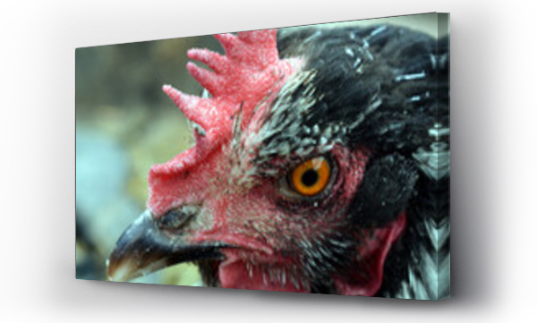 Wizualizacja Obrazu : #566343567 Czarna kura z czerwonym grzebieniem. 