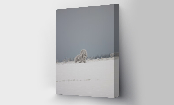 Wizualizacja Obrazu : #567071305 Zima i krajobrazy zimowe, ?nieg w g?rach, mrozy w polsce, zimowe krajobrazy.