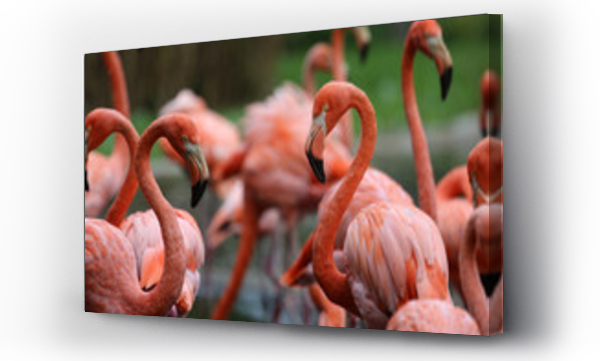 Wizualizacja Obrazu : #57130791 Flamingos