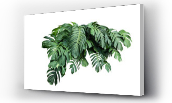 monstera