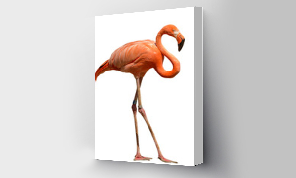 Wizualizacja Obrazu : #573152173 bright orange flamingo standing on the sand white background