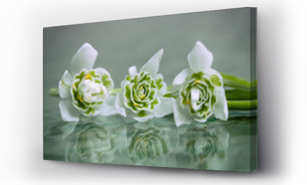 białe kwiaty, Kwiaty, Kwiaty białe, Kwiaty wiosenne, Kwiaty wiosenne białe