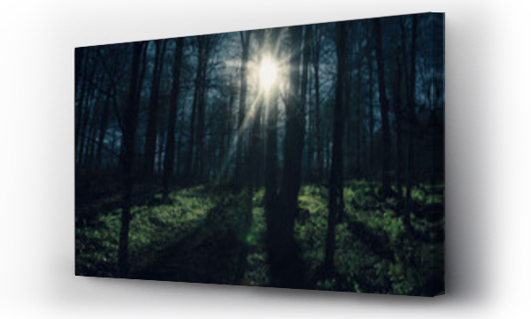 Wizualizacja Obrazu : #573826123 Sunrise in the beech forest