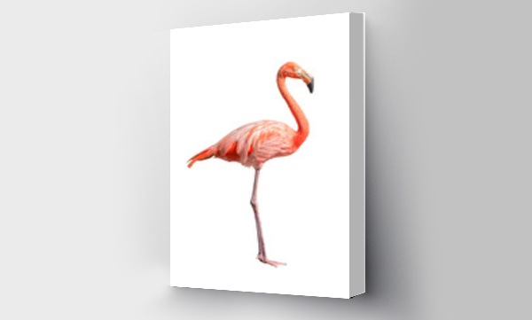 Wizualizacja Obrazu : #576684432 flamingo (Phoenicopterus ruber) Heart shape, neck curl and standing posture isolated on transparent background. this has cut paths. png file.