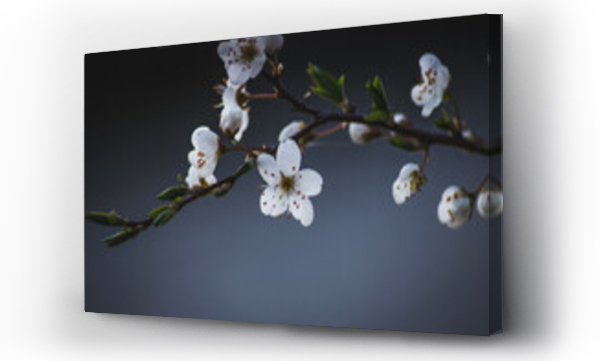 białe kwiaty, Kwiaty, Kwiaty białe, Kwiaty wiosenne białe