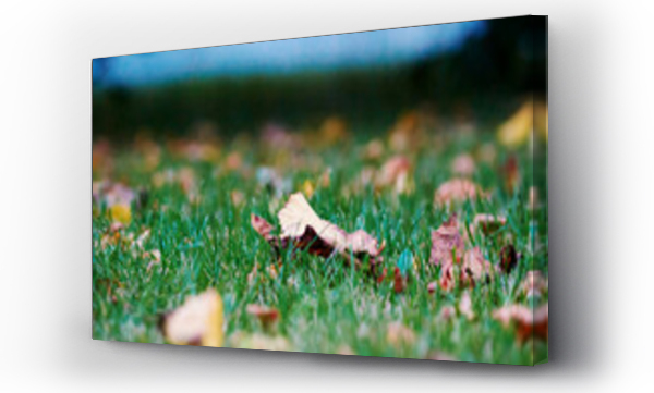 Wizualizacja Obrazu : #578034502 li?cie na trawie w ogrodzie jesieni?