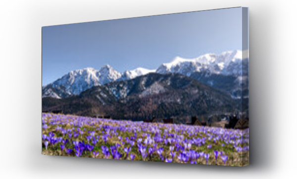 góry, Kwiaty, Tatry, tatry zima