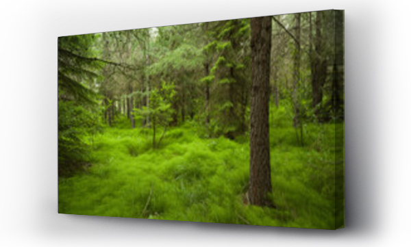 Wizualizacja Obrazu : #579965296 Trees growing on grassy field in forest