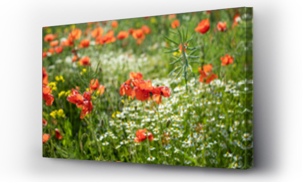 Krajobrazy, Pole Maków, łąka