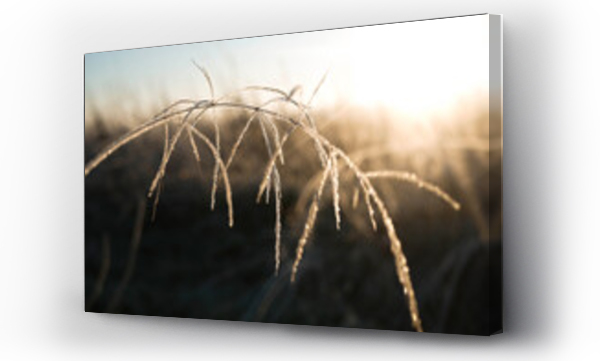 Wizualizacja Obrazu : #580243025 Close-up of frozen plant on field
