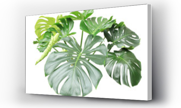 monstera
