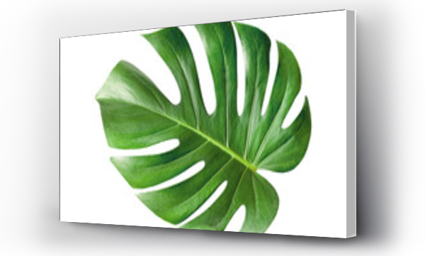 monstera