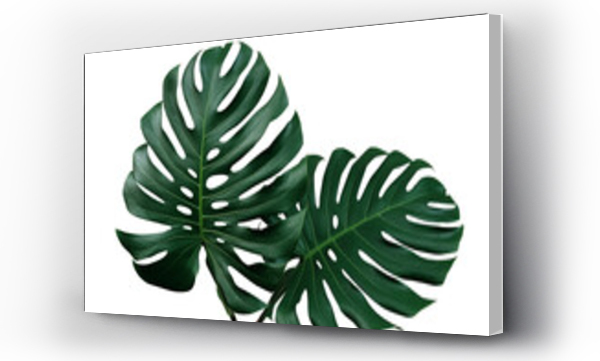 Wizualizacja Obrazu : #581128759 Dark green leaves of monstera or split-leaf philodendron (Monstera deliciosa) the tropical foliage houseplant