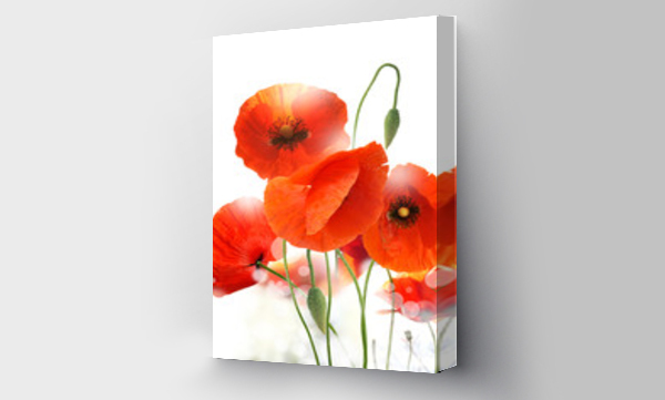 Kwiaty, Maki, pola zbóż, łąka