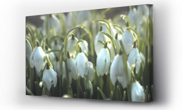 białe kwiaty, Kwiaty, Kwiaty białe, las kwiaty