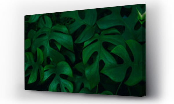 Wizualizacja Obrazu : #581892294 Large green monstera leaves on a dark background