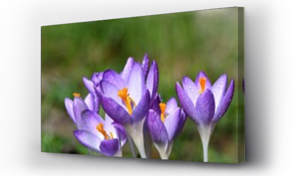 Wizualizacja Obrazu : #583185237 Fioletowe kwiaty krokusa botanicznego (Crocus chrysanthus), odmiana Blue Pearl - krople wody