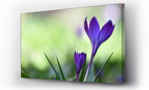 Wizualizacja Obrazu : #583217900 Pi?kne i delikatne, fioletowe kwiaty krokusa wielkokwiatowego, odmiana Flower Record