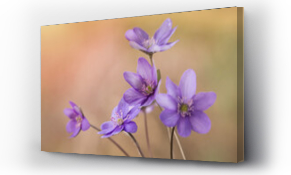 Wizualizacja Obrazu : #583393483 Wiosenne kwiaty - Przylaszczki